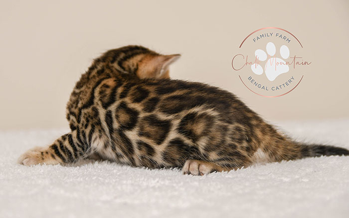 Bengal kitten for sale